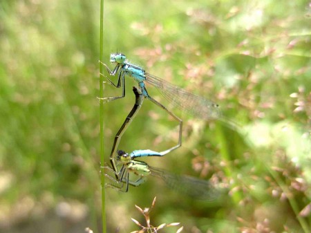 Demoiselles en coeur de reproduction